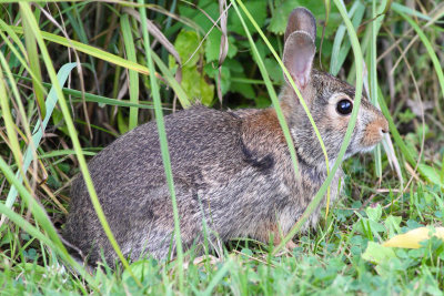 Rabbit Under Grass