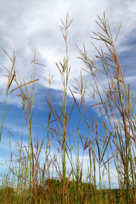 Tall Grass Prairie