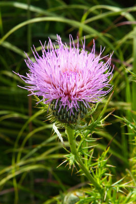 Thistle and Thorns