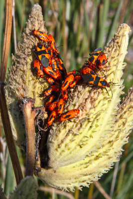 Bug Bunch Party