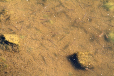Water Ghosts