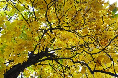 Canopy of Colors