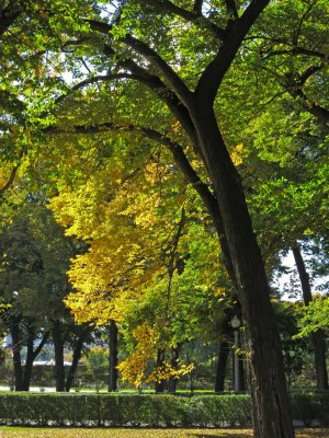 Fall in Grant Park