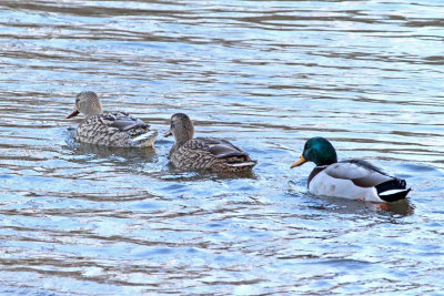 Following the Females