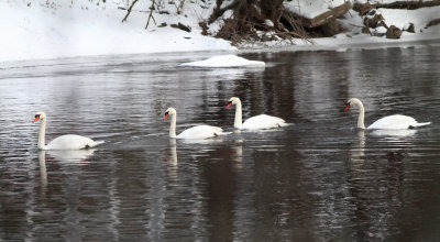 Four Swans a Swimming 
