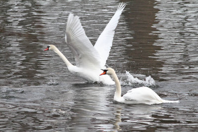 Taking to the Open Flyway