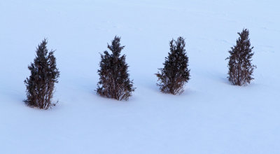 Tiny Trees in the Snow