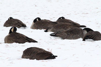 Goose Dreams