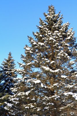 Trees of the Season