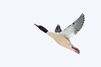 Meeting with a Merganser