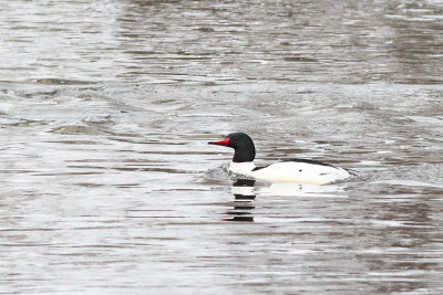 Wintering in Water