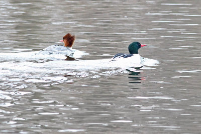 Mr. and Mrs. Merganser