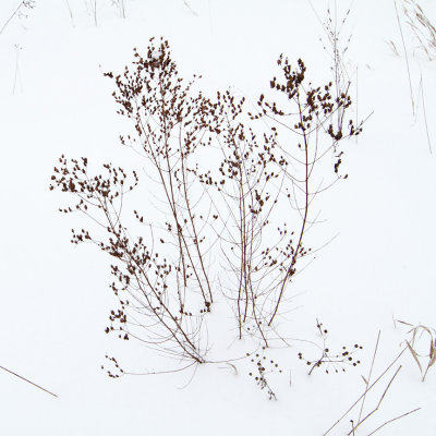 Seeds in the Snow
