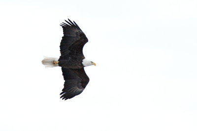 Eagle Over the Dam
