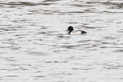 Scaup Scout
