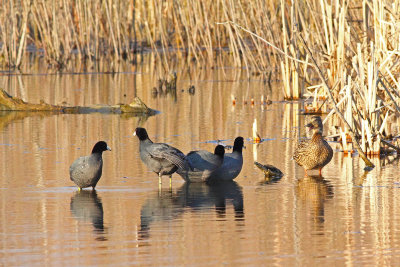 Not Crazy About Coots