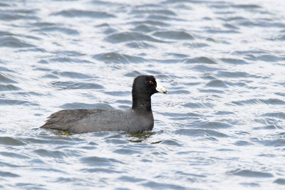 Calm Coot