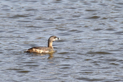 Spring Swimmer 