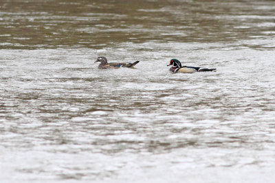 Ducks in the Woods