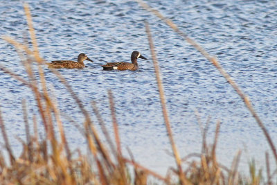 Duck Duo