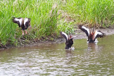 Making a Big Splash