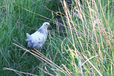 Rock Ptarmigan? 