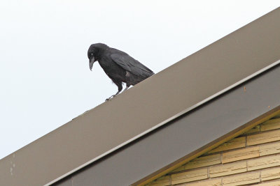 Crow on a Cool Aluminum Roof