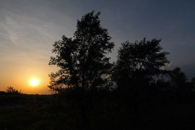 Sunset Treeline