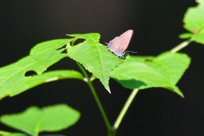 Tiny Butterfly