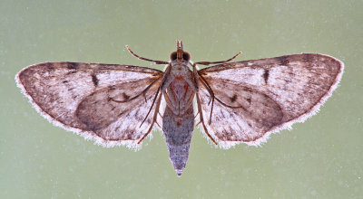 Moth at My Window