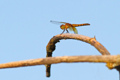 Aerial Dragon