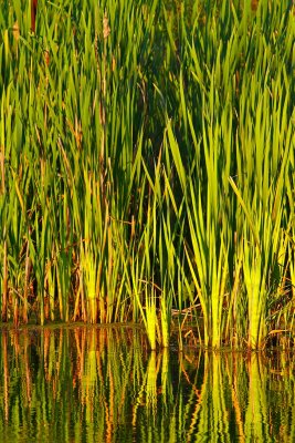 Cattail Reflections
