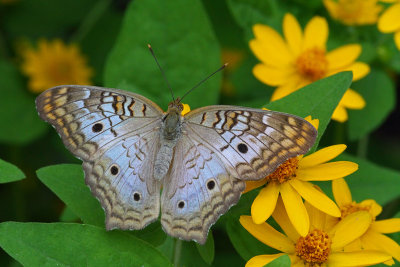 Strutting its Colors