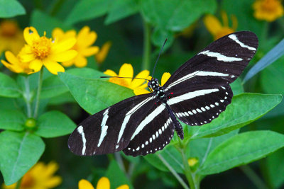 Symmetrical Stripes