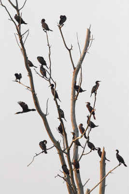 Catching Cormorants