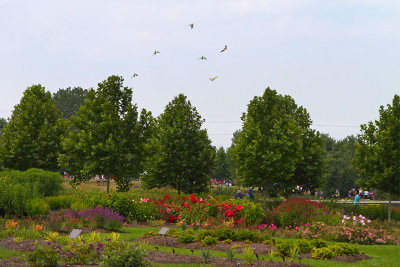 Kites in the Garden