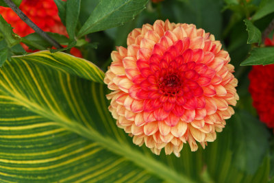 Day of the Dahlia