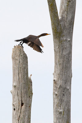 Cormorant Casting Off