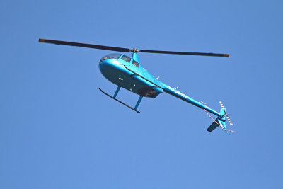 Big Blue Bird