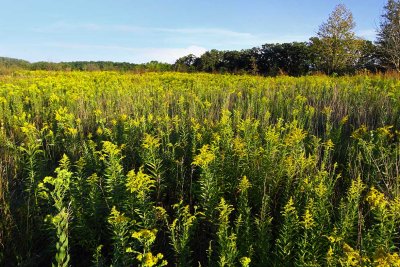 August on the Prairie