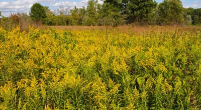 Goldenrod Sea