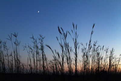 Moon Over Grass