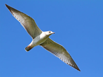 Great Day for a Gull