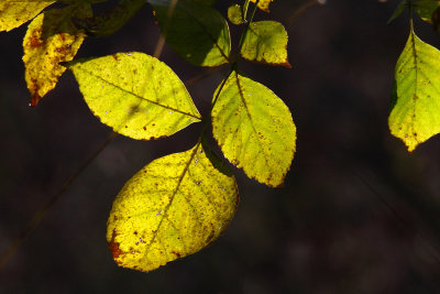 Lit by a Low Sun