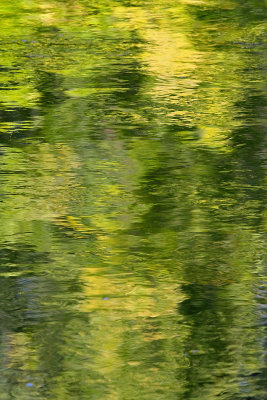 Reflections in the River