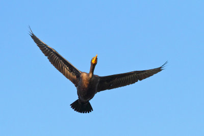 Flying In Clear Skies