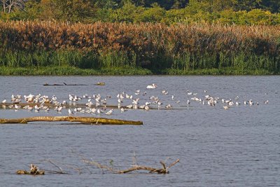 Pelican Procession