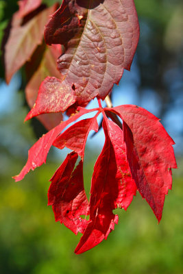 Red Hots