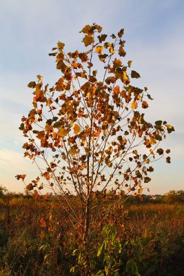 Miniature Autumn