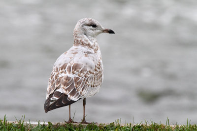 Growing Up Gull